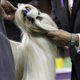This is Rocket, a shih tzu co-owned by heiress Patty Hearst.
